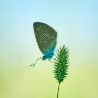 Portrait of a photographer (avatar)  Viki & Igor (Viki & Igor)