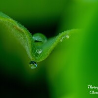 Portrait of a photographer (avatar) Chester chen