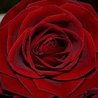 Portrait of a photographer (avatar) Lilu (G)