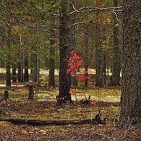 Portrait of a photographer (avatar) Егор