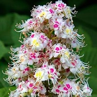 Portrait of a photographer (avatar) Anaiis