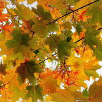 Portrait of a photographer (avatar) Вера Саша Натан Фотогруппа ВЕСНА (VESNA  -  Vera   Sasha Nathan)