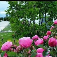 Portrait of a photographer (avatar) Hamed Omar