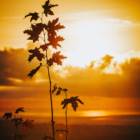 Portrait of a photographer (avatar) Pointu