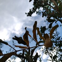 Portrait of a photographer (avatar) zahraa kareem