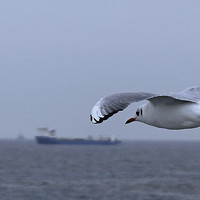 Portrait of a photographer (avatar) Денис Швыдкий (Denis Shvydkiy)