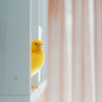 Portrait of a photographer (avatar) Hayk Mkrtchyan (Հայկ Մկրտչյան)