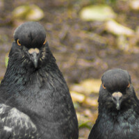 Portrait of a photographer (avatar) Роза (Roza)
