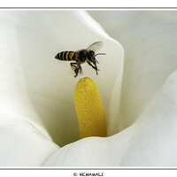 Portrait of a photographer (avatar) HEMAMALI GUNASEKARA (N.B.HEMAMALI MENUWANI GUNASEKARA)