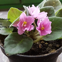 Portrait of a photographer (avatar) sangroudi