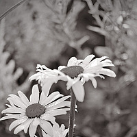 Portrait of a photographer (avatar) Светлана Колесникова