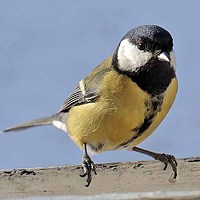 Portrait of a photographer (avatar) Татьяна Борисовна Дубровина