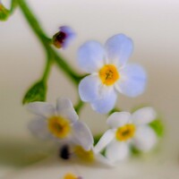 Portrait of a photographer (avatar) Юлия