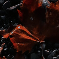 Portrait of a photographer (avatar) Лиса (Vasilina Nikitina)