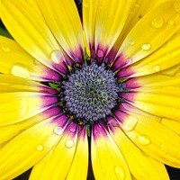 Portrait of a photographer (avatar) Jessie Hall