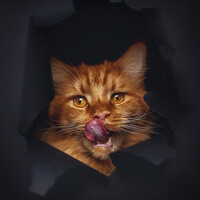 Portrait of a photographer (avatar) Юлия Колесова (Yulia Kolesova)