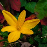 Portrait of a photographer (avatar) Ali Tezcan