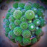 Portrait of a photographer (avatar) Goutam Mal (गौतम माल)