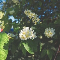Portrait of a photographer (avatar) Серафима Футлярова (Serafima Futliarova)