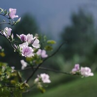 Portrait of a photographer (avatar) Trung Black