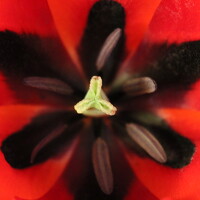 Portrait of a photographer (avatar) Empratour Pouya