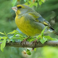 Portrait of a photographer (avatar) Аndrei Velichko