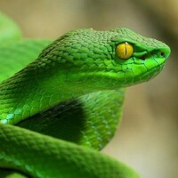 Portrait of a photographer (avatar) Alexey Dmitriev