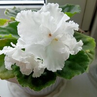 Portrait of a photographer (avatar) Ольга Сергеева (Olenka Sergeeva)