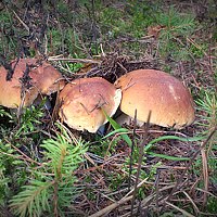 Portrait of a photographer (avatar) сергей