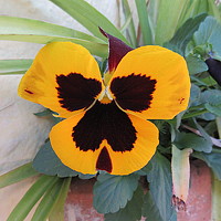 Portrait of a photographer (avatar) Erasmo (Enry)