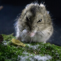 Portrait of a photographer (avatar) Филипп Харченко (Харченко)