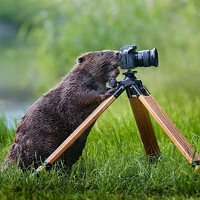 Portrait of a photographer (avatar) Alex Photobeaver