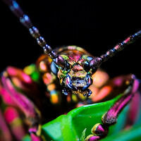 Portrait of a photographer (avatar) Fredi Wijaya