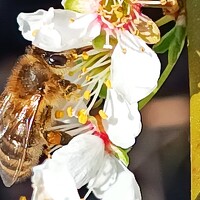 Portrait of a photographer (avatar) Ангелина Воронцова (Angelina Vorontsova)