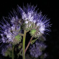 Portrait of a photographer (avatar) Неля Кочурова (NELYA KOCHUROVA)