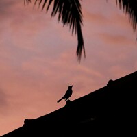 Portrait of a photographer (avatar) Tanaya Manohar Dhuri