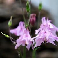 Portrait of a photographer (avatar) Andrey Trifonov