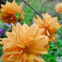 Portrait of a photographer (avatar) M R (Max)