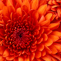 Portrait of a photographer (avatar) Иванов Иван (Ivan Ivanov)