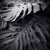 Portrait of a photographer (avatar) Дробахин Александр (Aleksandr Drobakhin)