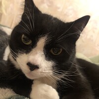 Portrait of a photographer (avatar) Elena P