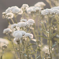 Portrait of a photographer (avatar) Елена Кулакова (Elena Kulakova)