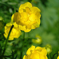 Portrait of a photographer (avatar) Ileana Mazureak