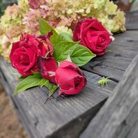 Portrait of a photographer (avatar) Елена Карпова (Elena Karpova)