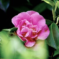 Photo Dario Meroni Portrait of a photographer (avatar) Dario Meroni