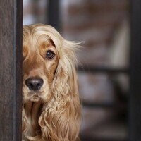 Portrait of a photographer (avatar) Виктория Лисякова (Victoria Lisyakova)
