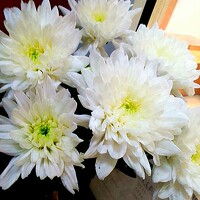 Portrait of a photographer (avatar) Marina Nik