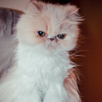 Portrait of a photographer (avatar) Antropova Rina (Rina Antropova)