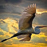 Portrait of a photographer (avatar) ahmed hamod (Ahmed Hamod)