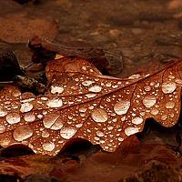 Portrait of a photographer (avatar) Albu Cat